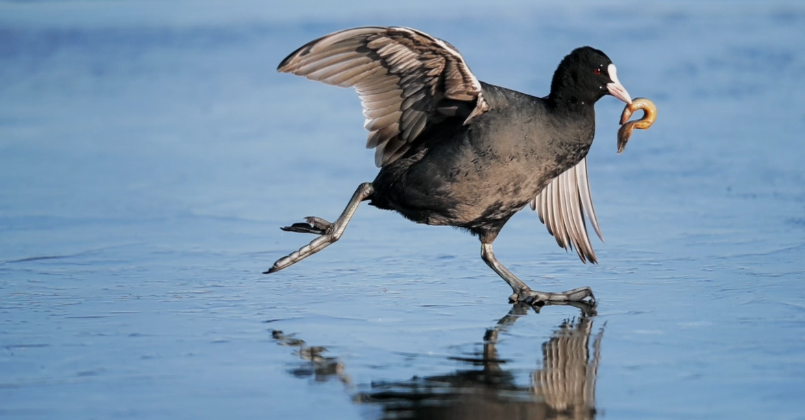 Wildlife Photographer of the Year, la natura si mette in mostra