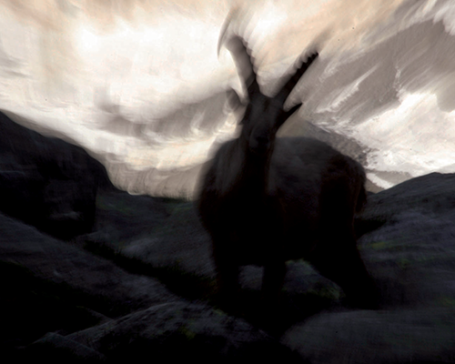 Beyond the Shot: ethics in wildlife photography