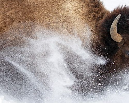 Wildlife Photographer of the Year n. 59