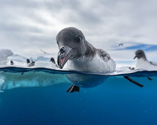 Bird photographer of the Year 2025