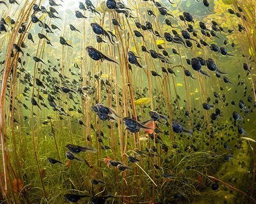 Wildlife Photographer of the Year 60, natura e fotografia