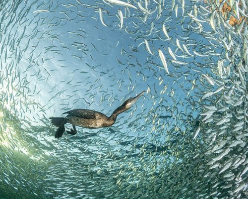 Bird photographer of the Year 2025